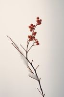 product-compare-59356682