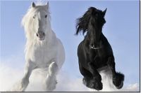 100 70CM OBRAZ PŁÓTNO BLACK&WHITE PŁÓTNO RAMA