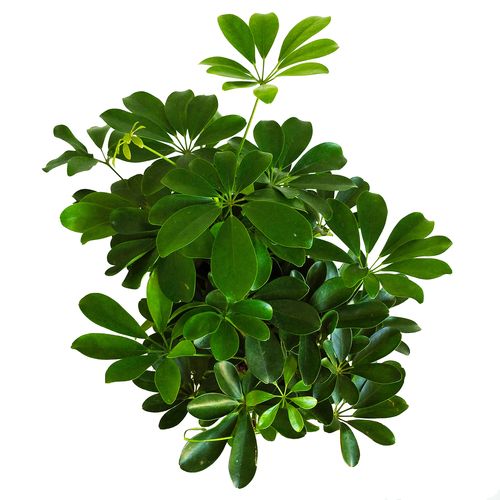 SZEFLERA NORA 90 cm na Arena.pl