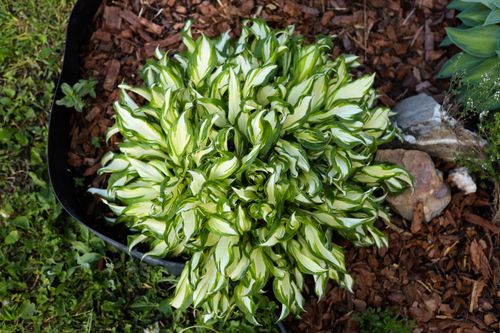 Funkia Hosta 'Teeny Weeny Bikini' Miniaturka W DONICZCE 2.0L na Arena.pl