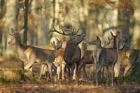 FOTOTAPETA NATURA LAS SARNY JELEŃ 395x280