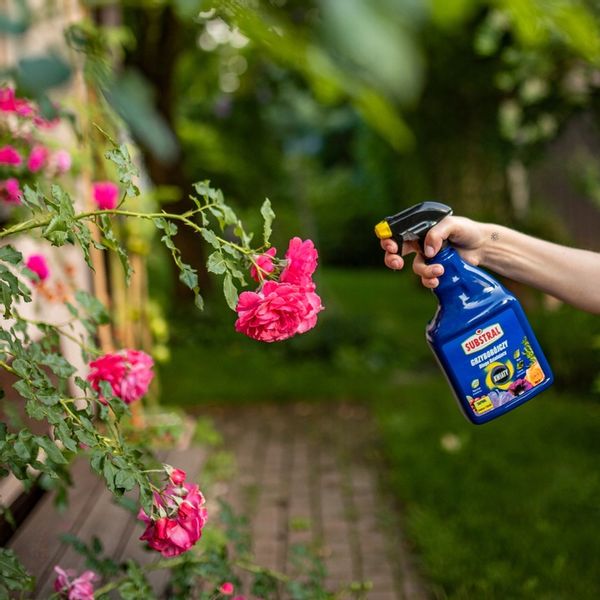 SAPROL GRZYBOBÓJCZY środek KWIATY: ZWALCZA CHRONI zdjęcie 8