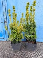 Cis Złocisty DAVID sadzonki na Zimozielony żywopłot 40-60cm Doniczka C3