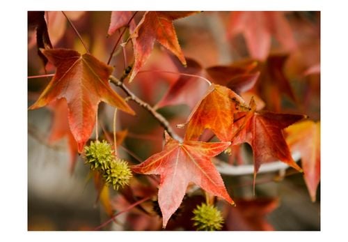 Fototapeta - Chestnut 200x154 na Arena.pl