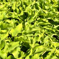 Funkia Hosta 'Surfing Mouse' W DONICZCE, miniaturowa, wiele sadzonek