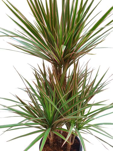 DRACENA BICOLOR 80 cm na Arena.pl