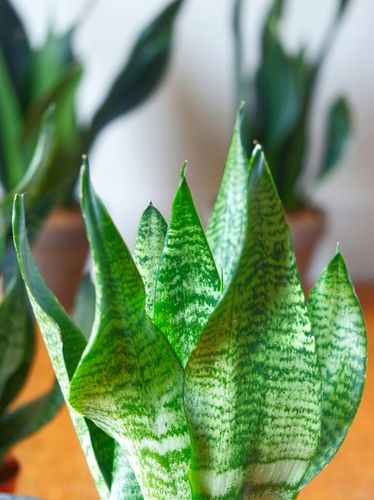 SANSEVIERIA 'ROBUST' pięknie ubarwione liście Sansewieria rozmiar S na Arena.pl