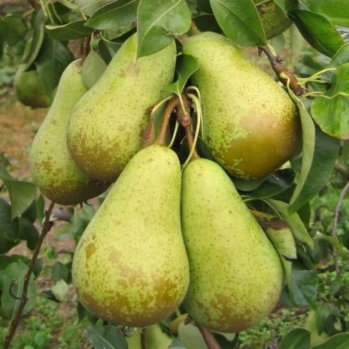 GRUSZA FAWORYTKA KLAPSA KRÓLOWA GRUSZEK ODPORNA na Arena.pl