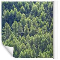 Fototapeta Las ZIELEŃ Drzewa Natura do Salonu 90x60