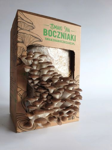 Grzybnia do uprawy domowej boczniak łyżkowaty na Arena.pl