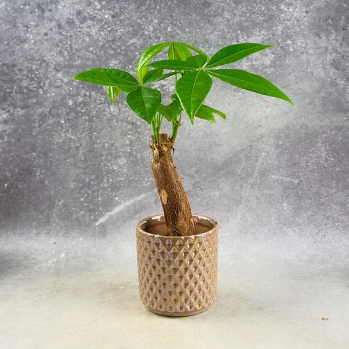 Pachira Aquatica Pachira wodna drzewko szczęścia! D9cm TYPU BONSAI na Arena.pl