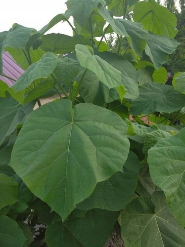 Drzewo tlenowe Paulownia Shan Tong Już zdrewniała przyrost roczny 3 na Arena.pl