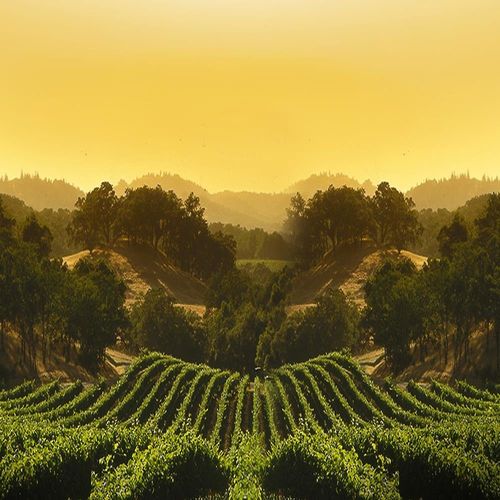 Obraz na płótnie – Canvas, Napa Valley 40x60 na Arena.pl