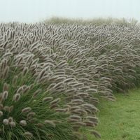 Rozplenica japońska LADY U Polska odmiana Niewysoka Ciemne kłosy Sadzonki