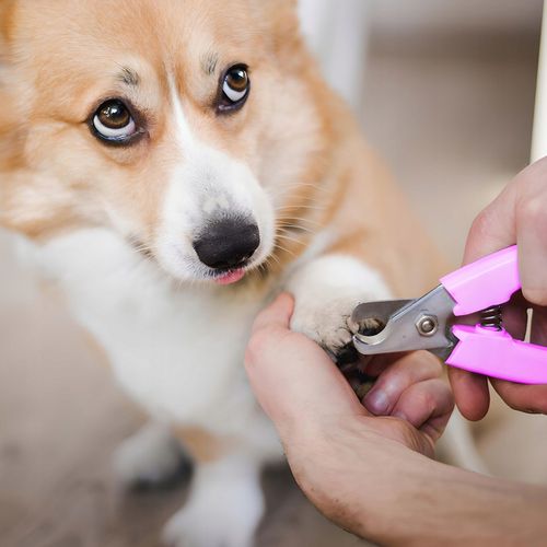 MASZYNKA DO STRZYŻENIA PSA ZWIERZĄT ZESTAW PSÓW BEZPRZEWODOWA CICHA LCD 9W na Arena.pl