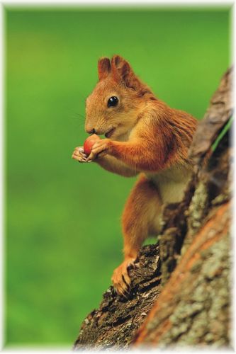 Budka lęgowa dla wiewiórki na Arena.pl