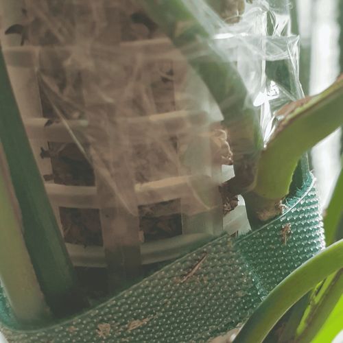 Podpora do roślin pnączy do mchu Sphagnum Palik Tyczka Do Epipremnum na Arena.pl