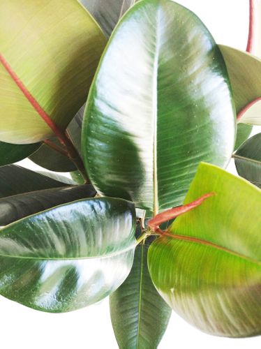 FIKUS ELASTIKA ROBUSTA 65cm na Arena.pl