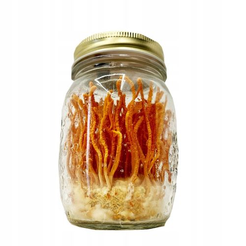 Maczużnik bojowy Cordyceps militaris substrat do uprawy grzybów na Arena.pl