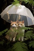 Plakat 61x90,5cm Podwójna Ochrona