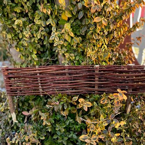 Płotek wiklinowy niski 60 cm na Arena.pl