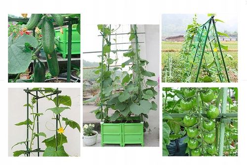 Podpora siatka do ogórków Pomidorów TYCZKA PALIK 7 Tyczek 150cm + Akcesoria na Arena.pl