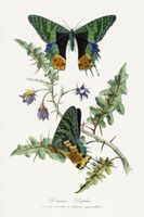 Plakat 20x30cm Motyle, Paul Gervais Vintage do Salonu