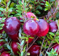 ŻURAWINA WIELKOOWOCOWA PILGRIM - sadzonki w doniczkach