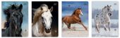 ZESZYT A5 16 = KOLOROWA UV WILD HORSES