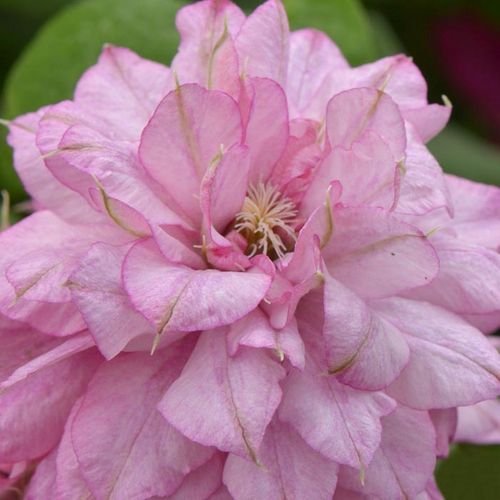 Powojnik Clematis Innocent Glance ® C2 E na Arena.pl