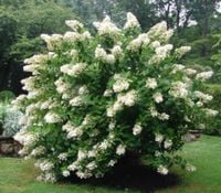 Hortensja Bukietowa KYUSHU 10-20cm Japoński Klejnot Ogrodu