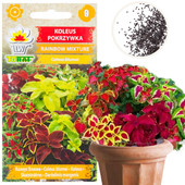 KOLEUS POKRZYWKA 0,2G NASIONA KWIATÓW RAINBOW MIXTURE MIX MIESZANKA