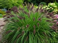 Rozplenica japońska Viridescens Pennisetum ciemne kłosy trawa ozdobna