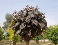 CATALPA KATALPA PURPUROWA na pniu kulista szczepiona - sadzonki 150 / 190 cm