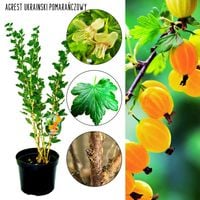 Agrest ukraiński pomarańczowy na przetwory KRZEW 40–80 cm
