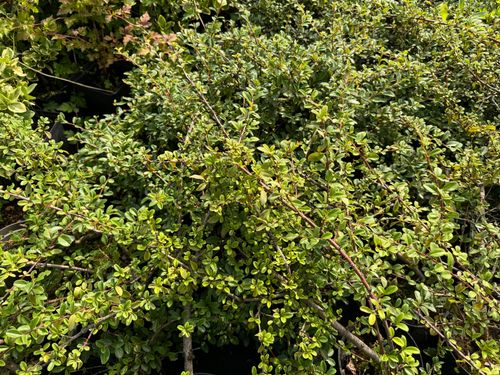 Irga szwedzka 'Skogholm' Zadarniająca (Cotoneaster suecicus) Doniczka 1.0L na Arena.pl