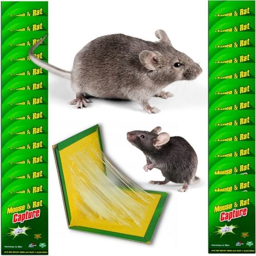 LEP NA MYSZY SILNA PUŁAPKA NA SZCZURY GRYZONIE MYSZOŁAPKA KLEJ ŁAPKA na Arena.pl