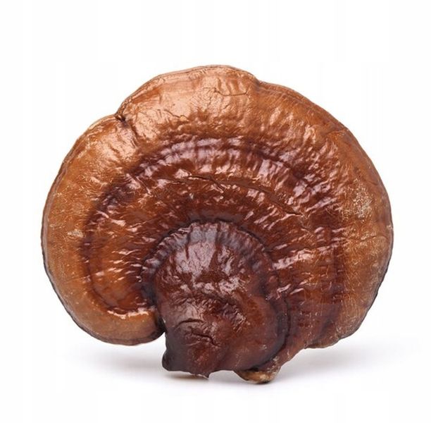 Encann Lion's Mane (Soplówka Jeżowata) + Reishi w płynie ekstrakt 2x 50 ml zdjęcie 3