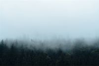 Fototapeta Las we Mgle NATURA Drzewa do Salonu 90x60