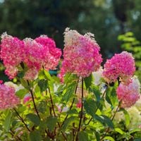 Hortensja bukietowa 'Vanille Fraise' (Hydrangea paniculata) Doniczka 2.0L