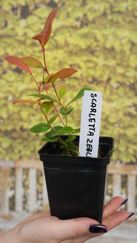 Kiścień SCARLETTA ZEBLID 20-40cm Wyjątkowy Krzew na Arena.pl