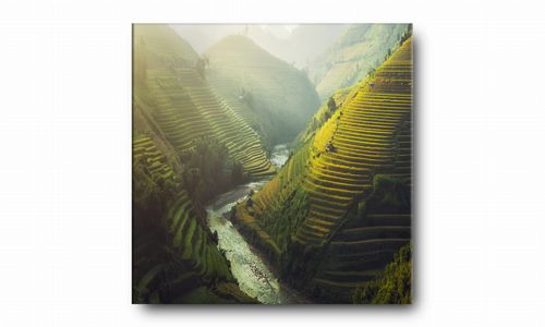 OBRAZ NA PŁÓTNIE 104 Uprawa ryżu 60x60cm na Arena.pl