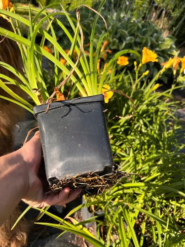 Liliowiec 'Fooled Me' (Hemerocallis) P13 na Arena.pl