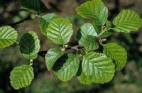 Olcha czarna (Alnus Glutinosa) 50/80cm