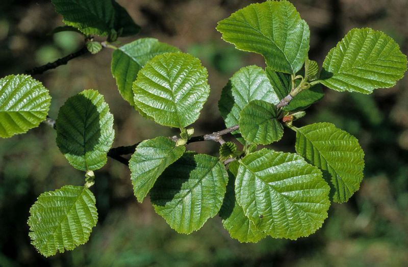 Olcha czarna (Alnus Glutinosa) 15/30cm zdjęcie 1