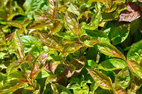 Krzewuszka cudowna 'Wings of Fire' (Weigela florida) Doniczka 2.0L na Arena.pl