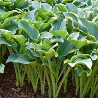 Funkia Hosta 'Regal Splendor' W DONICZCE 5.0L, OGROMNE LIŚCIE