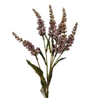 Konwalia jesienna fioletowa