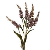 Konwalia jesienna fioletowa