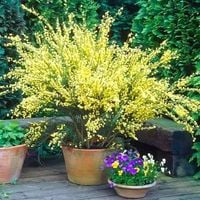 ŻARNOWIEC - sadzonki 30 / 50 cm